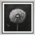 27.5' X 27.5' - 'Dandelion' #3 - Black and White Limited Edition Botanical Floral Photograph Print For Sale - Image 4 of 5