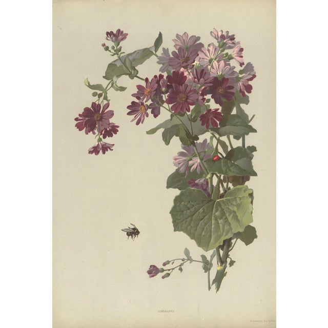 1880 Antque French Chromolithograph Botanical For Sale - Image 4 of 4