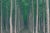 Mint Images, A Plantation of Poplar Trees, Photographic Paper For Sale