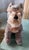 Mid-Century Modern Early 1960s Mohair Plush Toy Schnauzer by Steiff Pristine Red Collar For Sale - Image 3 of 5
