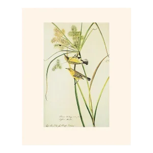 1966 Vintage Cottage Print, "Prairie Warblers and Ladybug" After John James Audubon