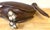 Monumental Art Moderne Bronze Pelican Sculpture, USA, Circa 1940s For Sale - Image 9 of 18