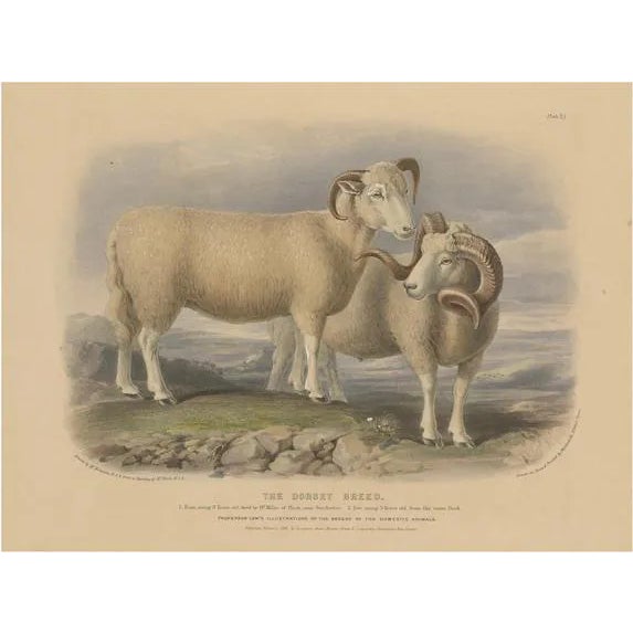 Fairland after W. Nicholson, Ram and Ewe of the Dorset Breed, 1841, Lithograph For Sale