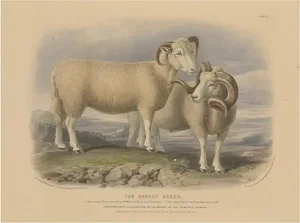 Fairland after W. Nicholson, Ram and Ewe of the Dorset Breed, 1841, Lithograph