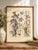 Bell Flowers Plate 1, Vintage Botanical Art Print Reproduction, 40" X 60" For Sale - Image 9 of 13