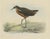 Westerman, Bird Illustration of the Tahiti Sandpiper or Tahitian Sandpiper, 1854, Print For Sale