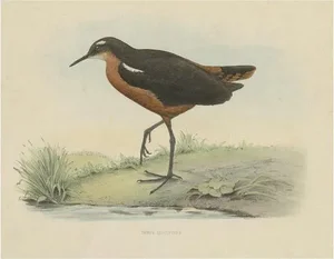 Westerman, Bird Illustration of the Tahiti Sandpiper or Tahitian Sandpiper, 1854, Print