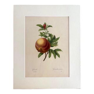 Vintage Pierre-Josephe Redouté Print in 16x20 Mat: Grenade/Grenadier Punica For Sale