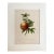 Vintage Pierre-Josephe Redouté Print in 16x20 Mat: Grenade/Grenadier Punica For Sale