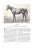 "Thoroughbred Types 1900-1925: Race Horses, Steeplechasers, Hunters, and Polo Ponies" 1926 Vosburgh, w.s. For Sale - Image 12 of 12