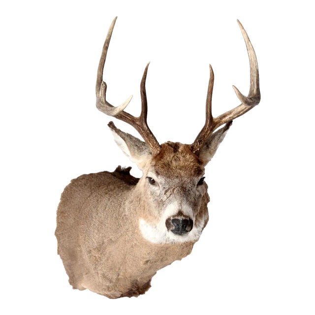 Antique Deer Mount For Sale