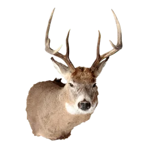 Antique Deer Mount