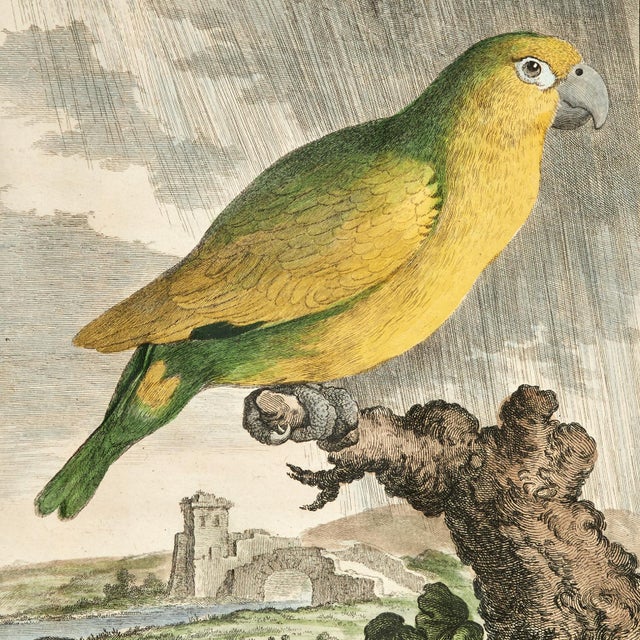 Sculpture Materials Antique Set of Eight Hand Colored Parrot Engravings For Sale - Image 7 of 18