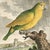 Sculpture Materials Antique Set of Eight Hand Colored Parrot Engravings For Sale - Image 7 of 18