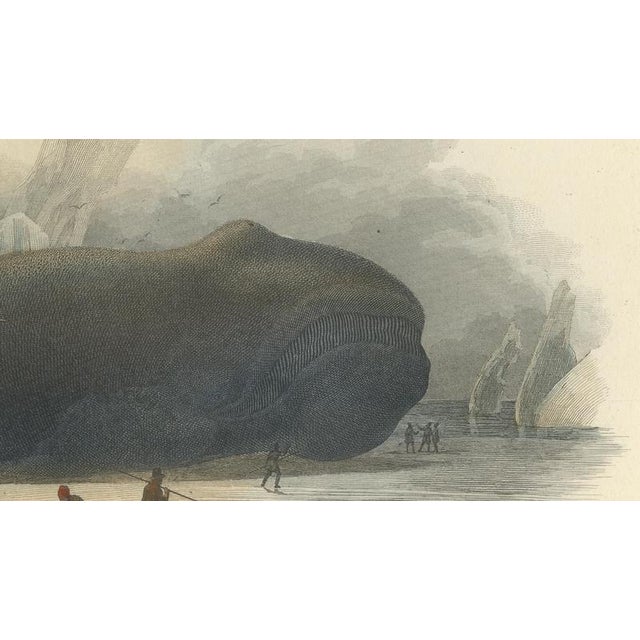 After Édouard Traviès, The Right Whale, 1840, Hand-Colored Engraving For Sale - Image 6 of 9