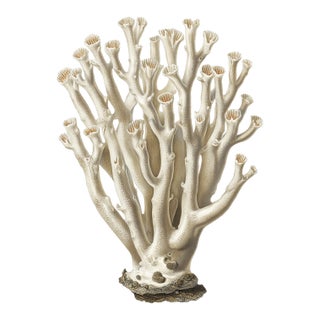 White Coral Botanical Fine Art Print No. 3 - Natural History Coastal Illustration | Neutral Color Palette For Sale