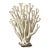 White Coral Botanical Fine Art Print No. 3 - Natural History Coastal Illustration | Neutral Color Palette For Sale