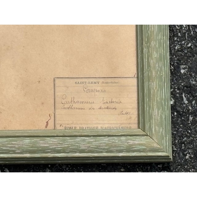 French Country Early 20th C. Botanical Pressing For Sale - Image 3 of 5