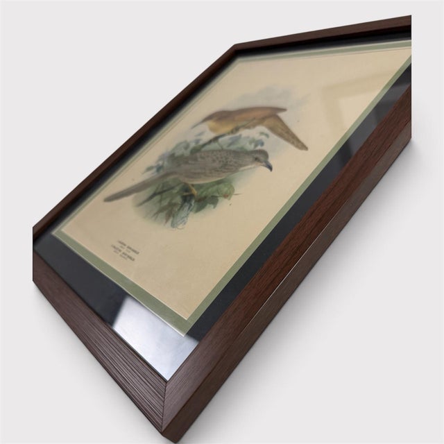 English 1875 J. G. Keulemans Hand-Colored Bird Lithograph, Framed in Walnut | Algerian & Palestine Bush-Babblers For Sale - Image 3 of 5