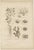 Otto Müller & G. Pabst, Botanical Prints, Germany, 1874, Lithographs on Paper, Set of 6 For Sale - Image 13 of 14