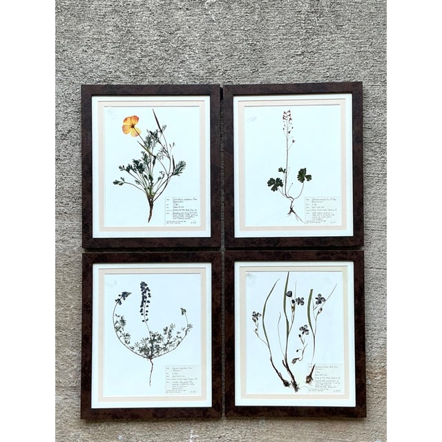 Vintage Botanical Herbarium Prints in Wood Frames - Set of 4 For Sale - Image 11 of 13