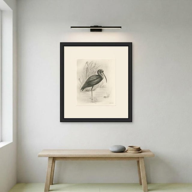 Paper After Lilian Medland, Glossy Ibis, 1909, Print For Sale - Image 7 of 9