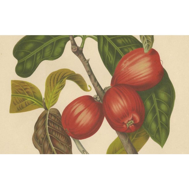 Paper Hoola van Nooten, Wax Apple Fruit Botanical, 1880, Chromolithograph For Sale - Image 7 of 9