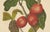 Paper Hoola van Nooten, Wax Apple Fruit Botanical, 1880, Chromolithograph For Sale - Image 7 of 9