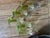 This is a classy set of 5 vintage aperitif/liquor glasses with a delightful lime green stem. Each glass is 4.75 inches...