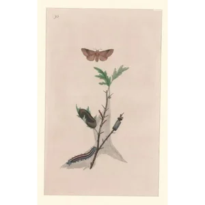 Antique English Lackey Moth Handcolored Engraving