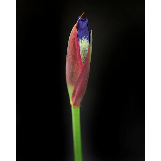 Botanical 52 Original Photography Print For Sale