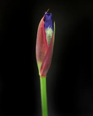 Botanical 52 Original Photography Print