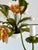 Vintage French Painted Tole 5-Light Water Lily Chandelier, 1960s For Sale - Image 15 of 18