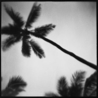 "Palms" Photograph by Daniel Grant For Sale