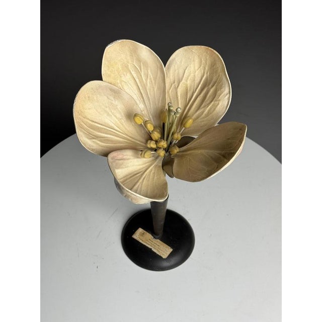 German Botanical Floral Model, 1900 For Sale - Image 12 of 18