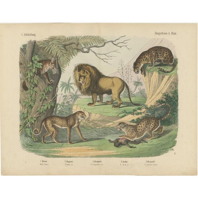 Antique Lion, Jaguar, Leopard and Cheetah Print by Kolb, 1890 For Sale - Image 3 of 12