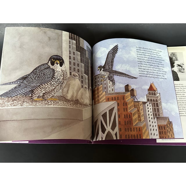 New York City Urban Roosts Vintage Children's Book For Sale In New York - Image 6 of 11