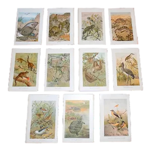 Antique 19th Century Animal/Fauna Lithographs - Set of 11