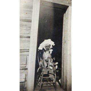 Vintage Snapshot Good Dog & Teddy Bear Playing Sick For Sale