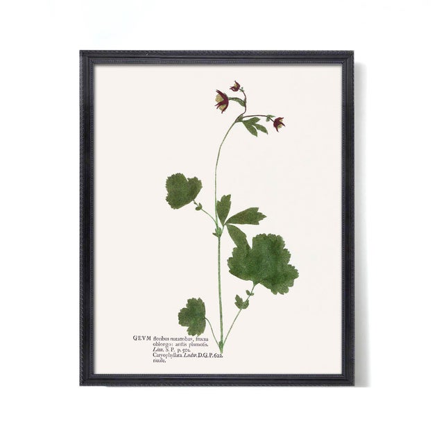 Paper Antique Botanical Set in Oxblood - Set of 8 16" X 20" For Sale - Image 7 of 15