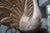Farmhouse Vintage Hand-Carved Whitewashed Peacock Sculpture on Textured Black Base For Sale - Image 3 of 5