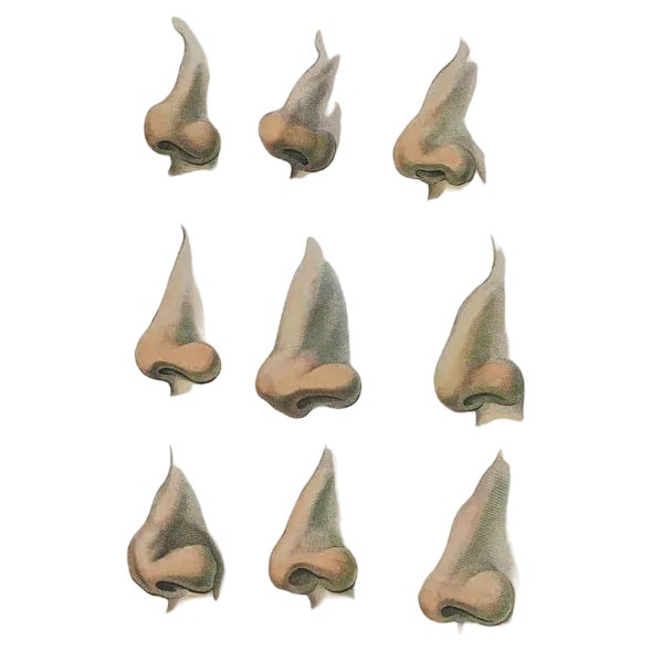 Thomas Holloway, Noses, The Physiognomy, Original Etching, 1810 For Sale