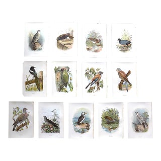 Authentic Antique 19th Century Chromolithograph Birds - Set of 13 For Sale