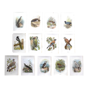 Authentic Antique 19th Century Chromolithograph Birds - Set of 13