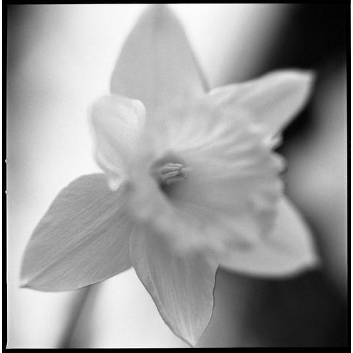 Paul Cooklin, Daffodil II, Edition of 50 For Sale - Image 4 of 4