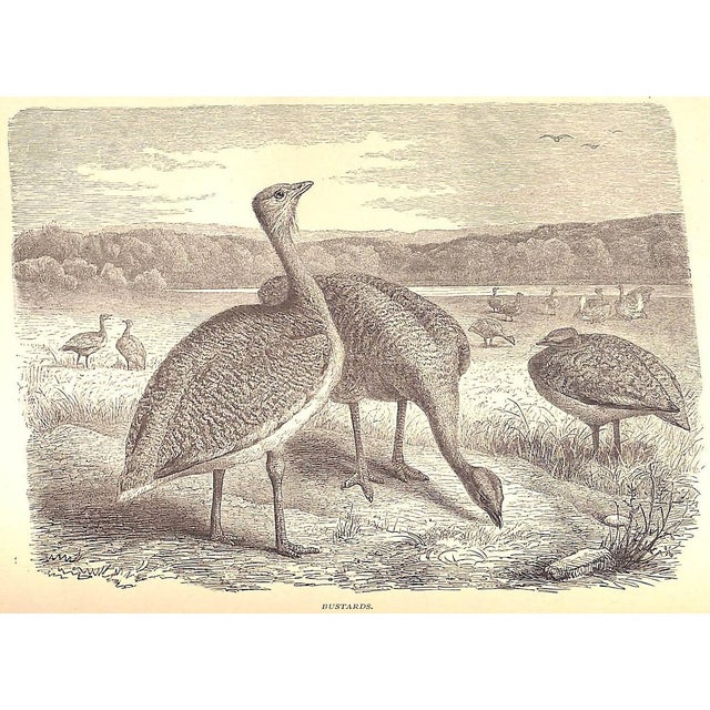 "Our Zoological Friends" 1876 Coultas, Harland For Sale - Image 10 of 10