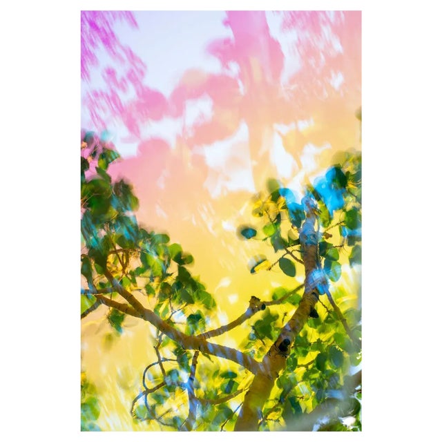 Karine Laval, Pando #7, 2018, Color Photography For Sale