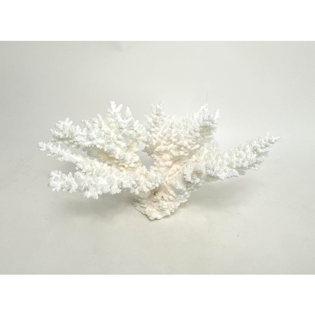 Natural White Branch Coral Specimen Coastal Decor For Sale - Image 4 of 6