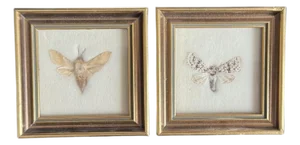 Pair of Vintage Framed Taxidermy Moths