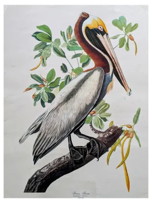 John James Audubon, Brown Pelican, Lithograph